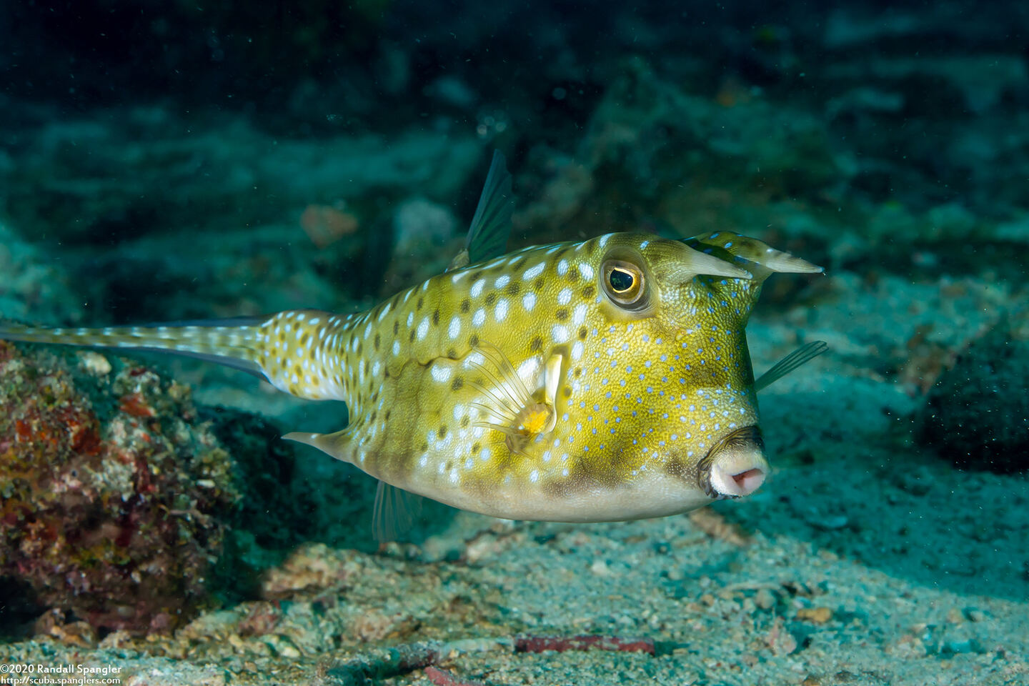 Lactoria cornuta (Longhorn Cowfish)