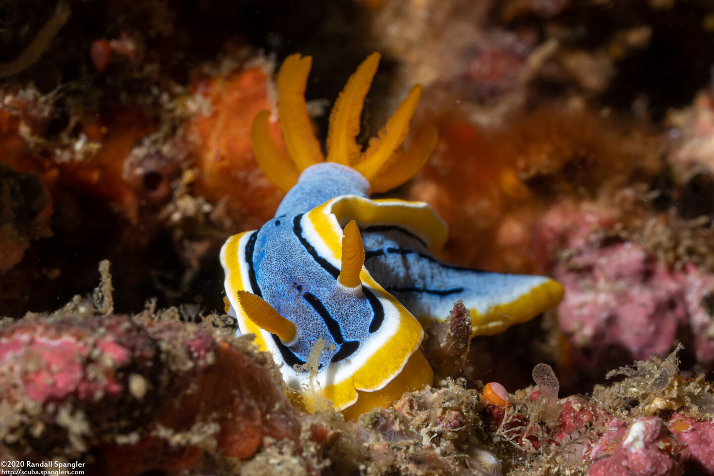 Chromodoris annae (Anna's Chromodoris)