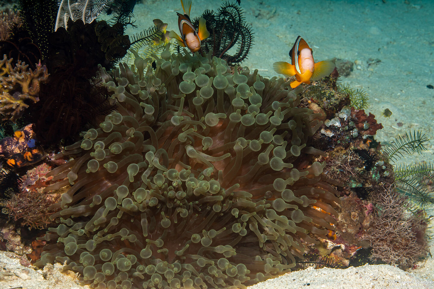 Entacmaea quadricolor (Bubble-Tip Anemone)