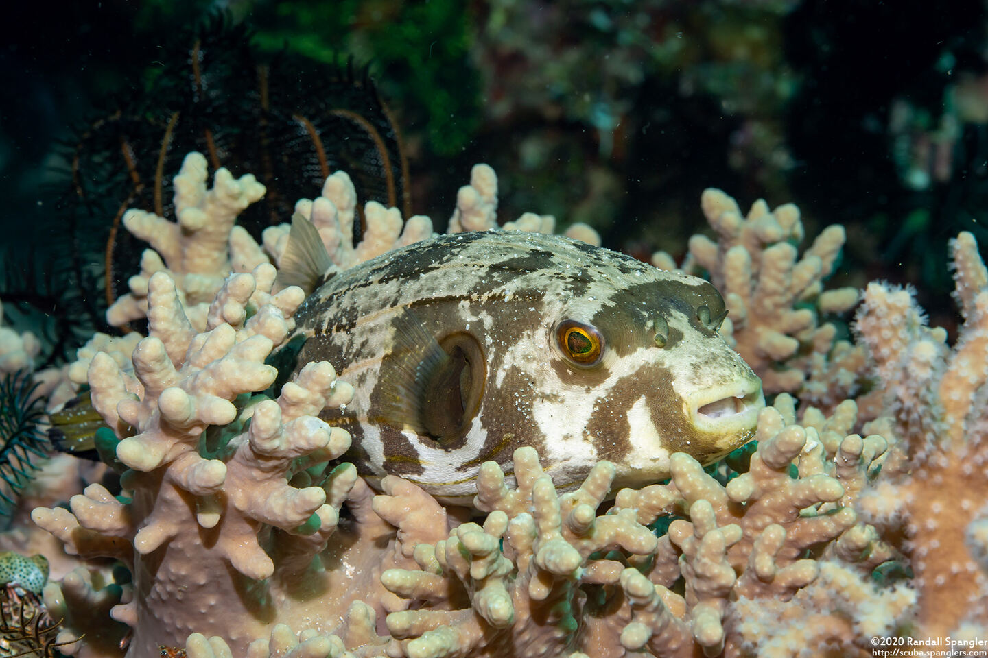 Arothron manilensis (Striped Puffer)