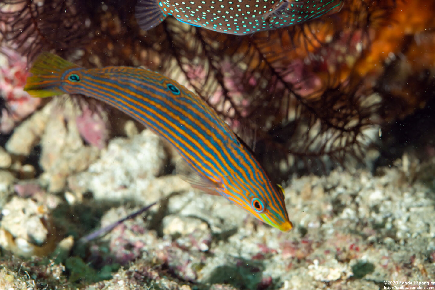 Halichoeres richmondi (Richmond's Wrasse)