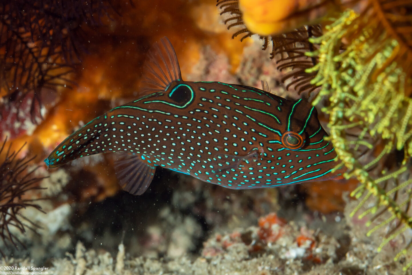 Canthigaster papua (Papuan Toby)