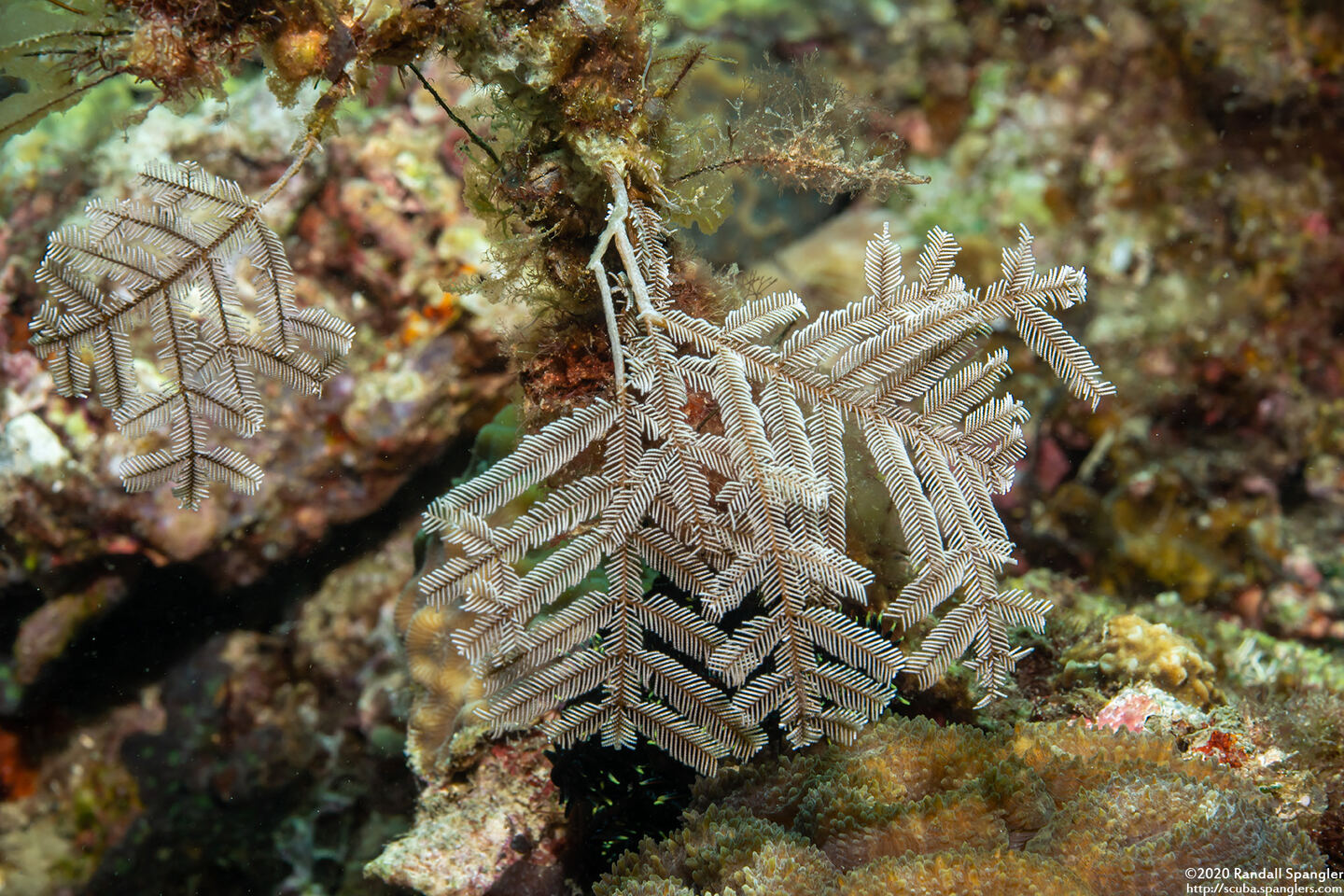 Pachyrhynchia cuppressina (Stinging Hydroid)