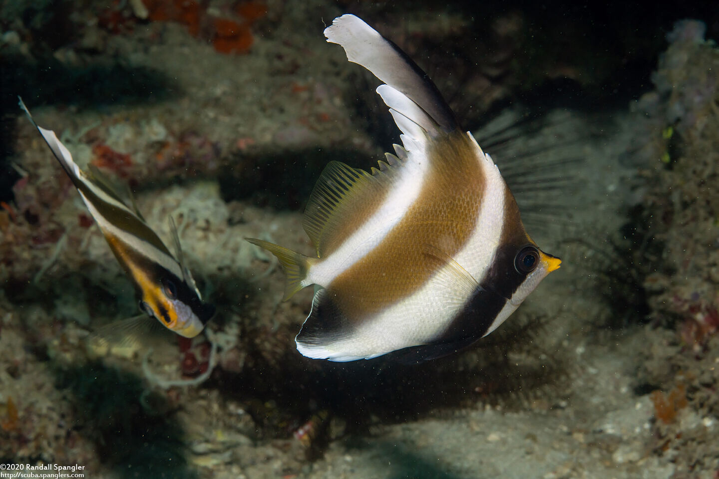 Heniochus chrysostomus (Pennant Bannerfish)