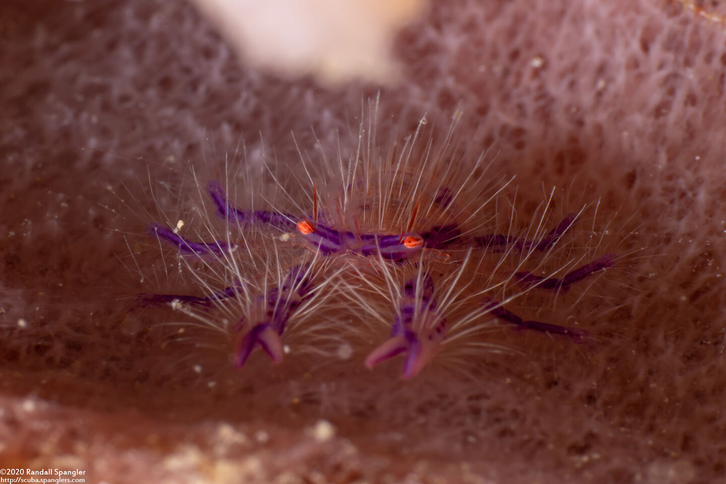 Lauriea siagiani (Hairy Squat Lobster)