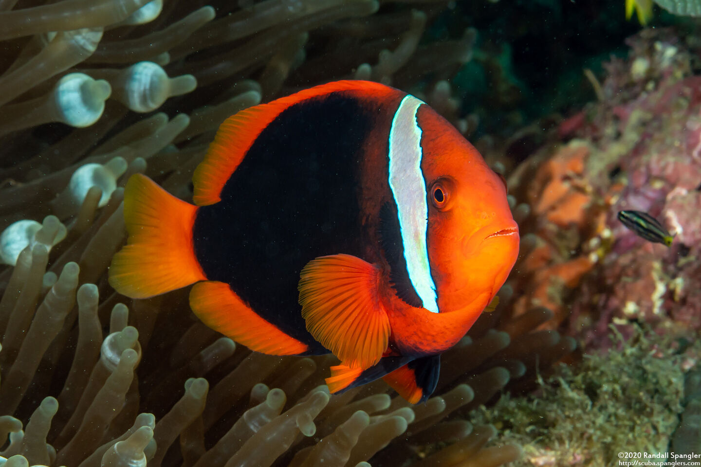 Amphiprion frenatus (Tomato Anemonefish)