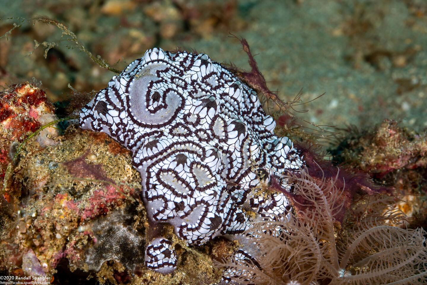 Botrylloides leachii (Botrylloides Leachii)