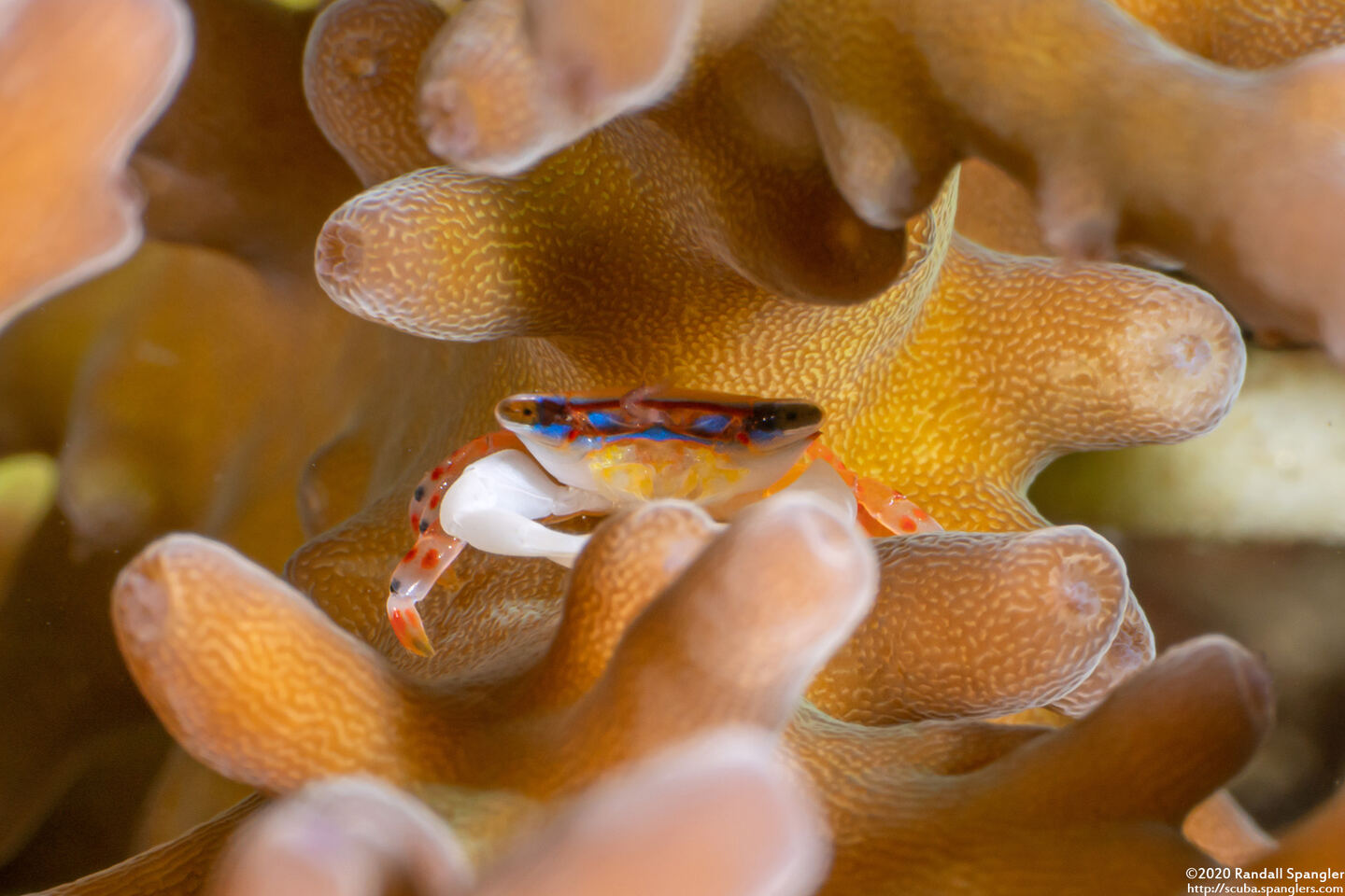 Tetralia cavimana (Coral Guard Crab)