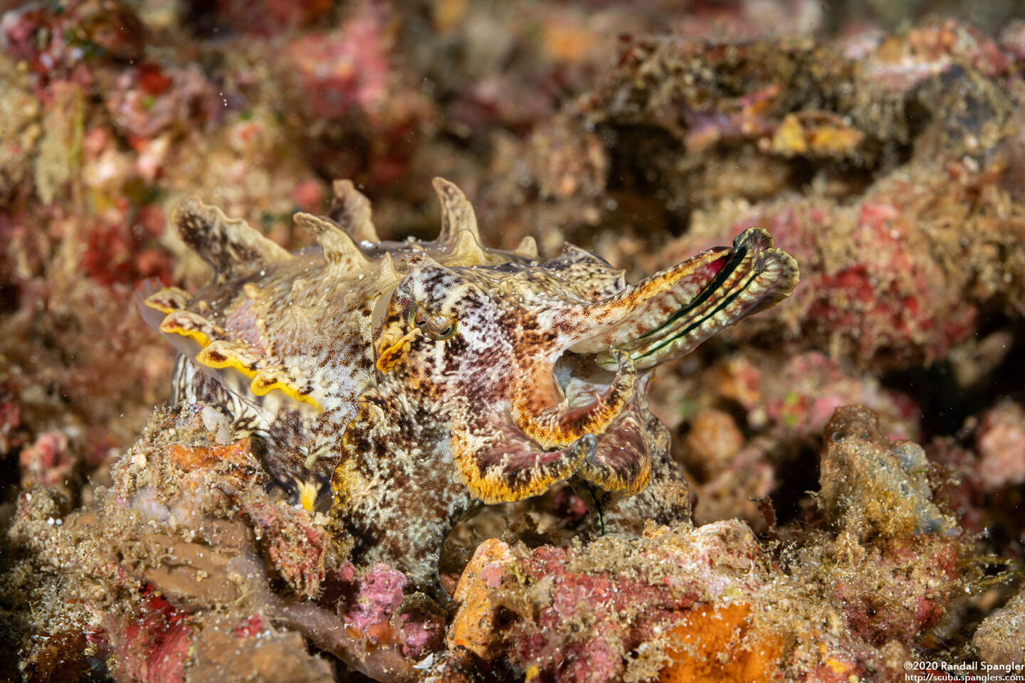 Metasepia pfefferi (Flamboyant Cuttlefish)