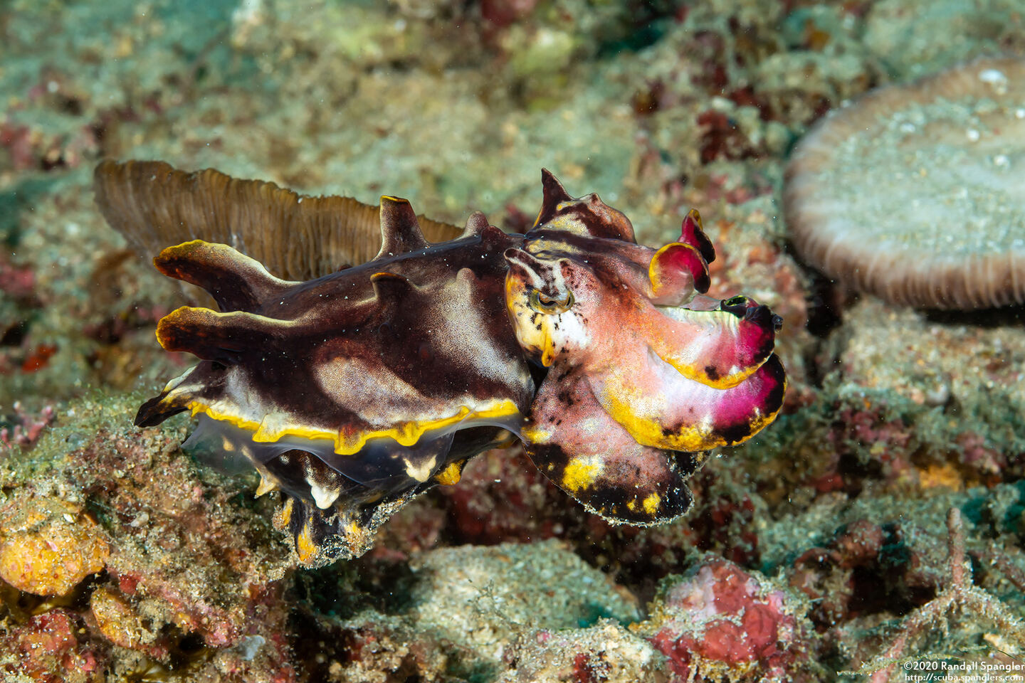 Metasepia pfefferi (Flamboyant Cuttlefish)