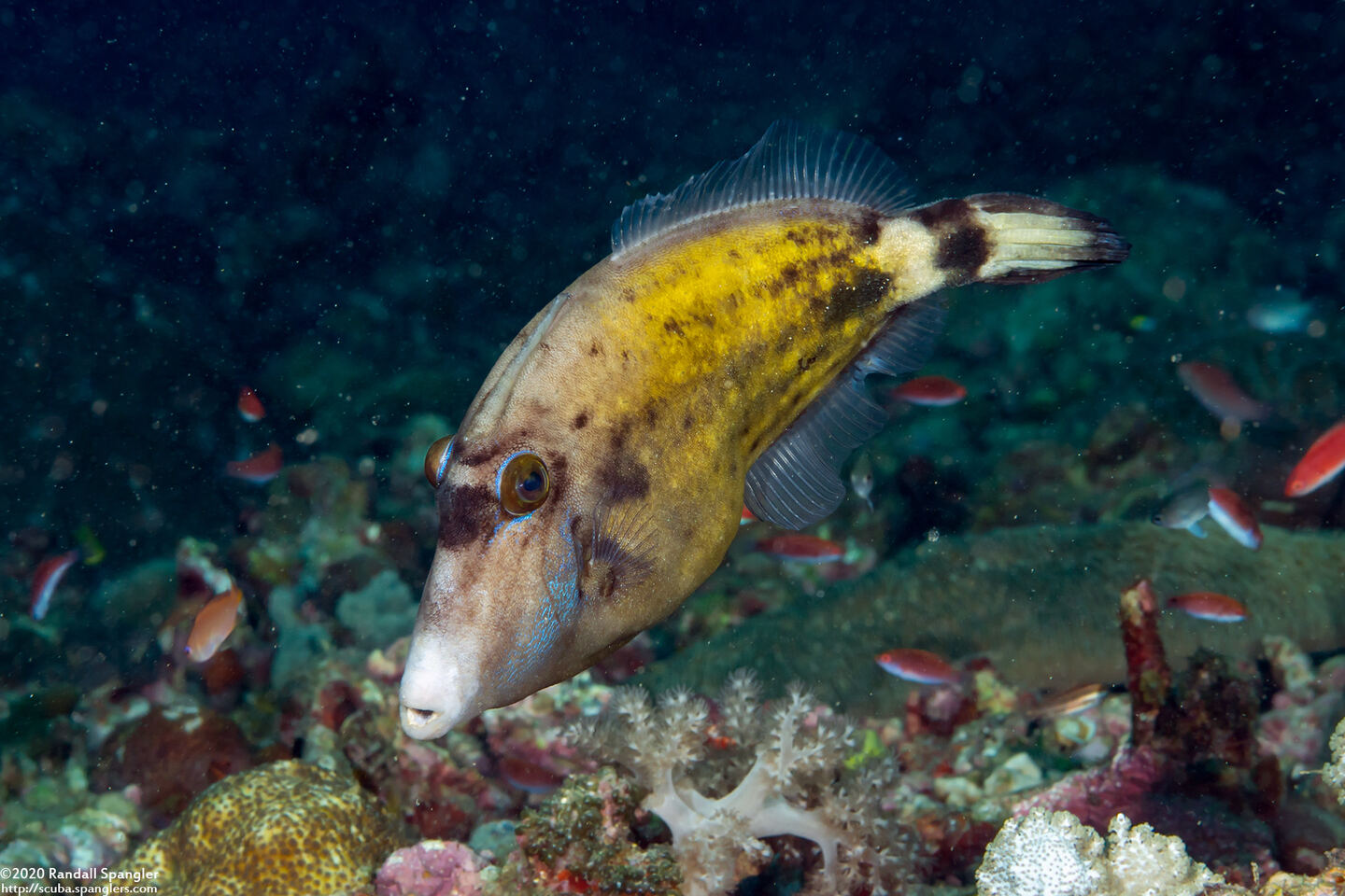 Cantherhines fronticinctus (Spectacled Filefish)