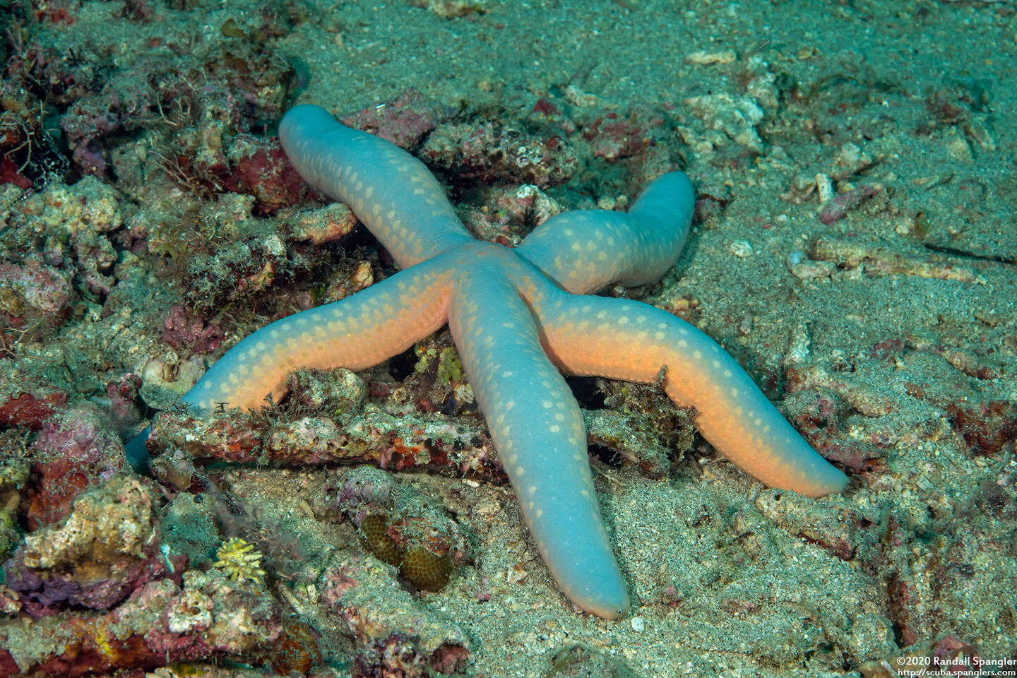 Linckia laevigata (Blue Sea Star)