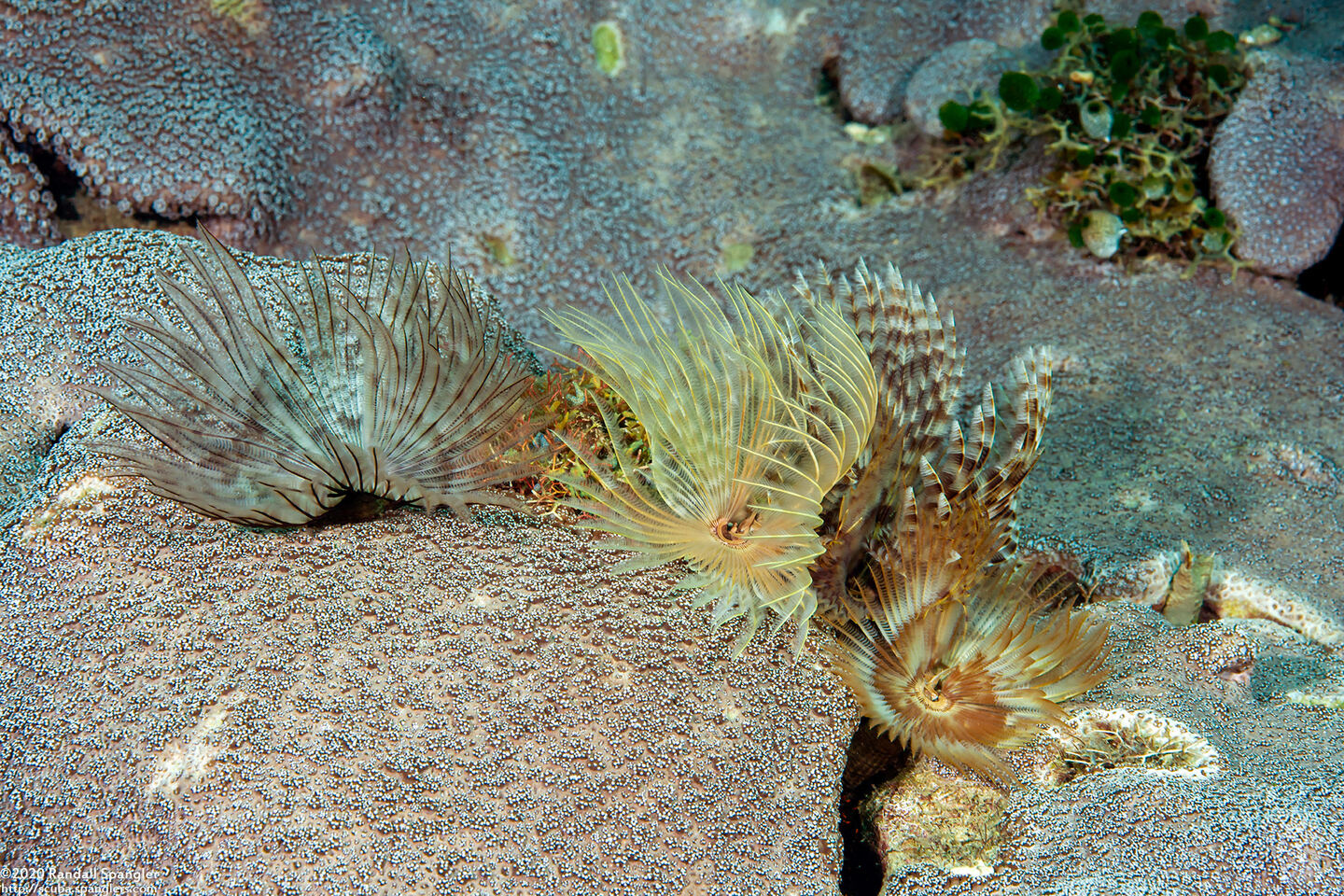 Sabellastarte spectabilis (Common Feather Duster Worm)
