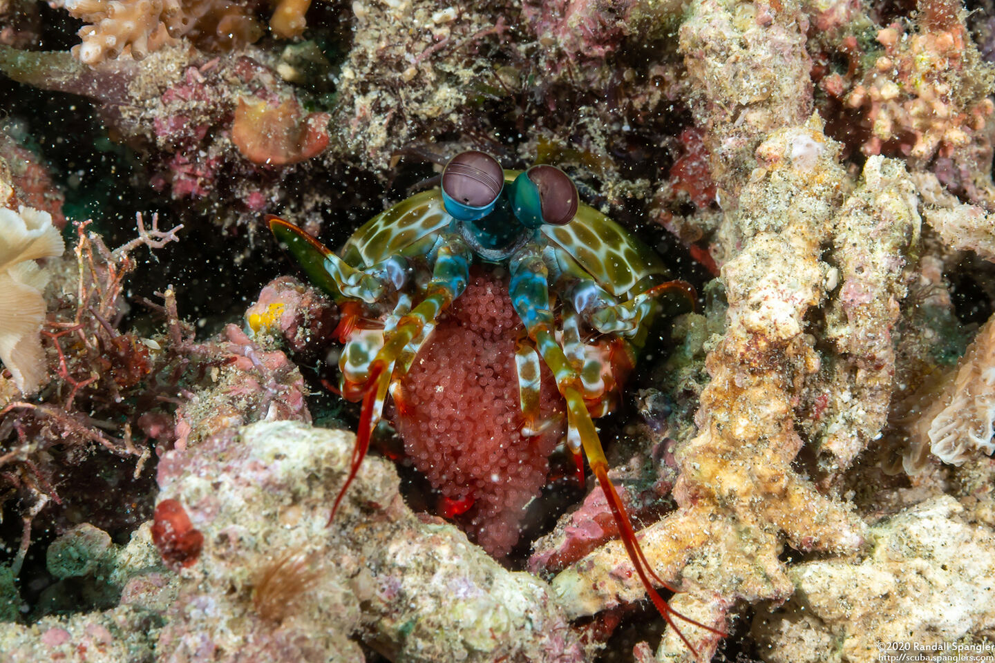 Odontodactylus scyllarus (Peacock Mantis Shrimp)