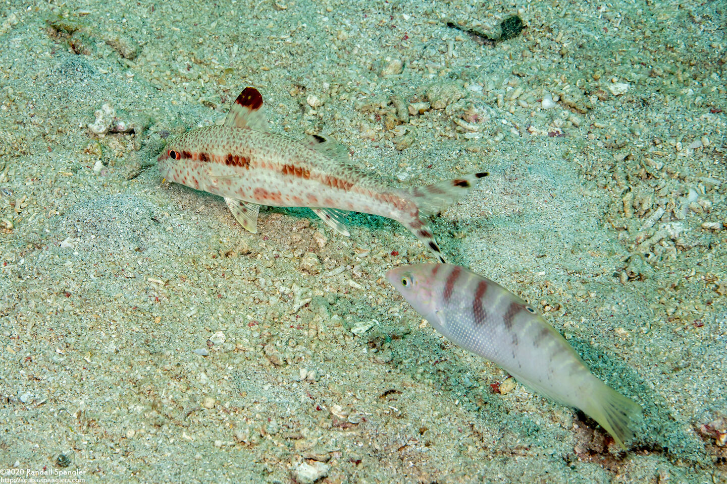Upeneus tragula (Freckled Goatfish)