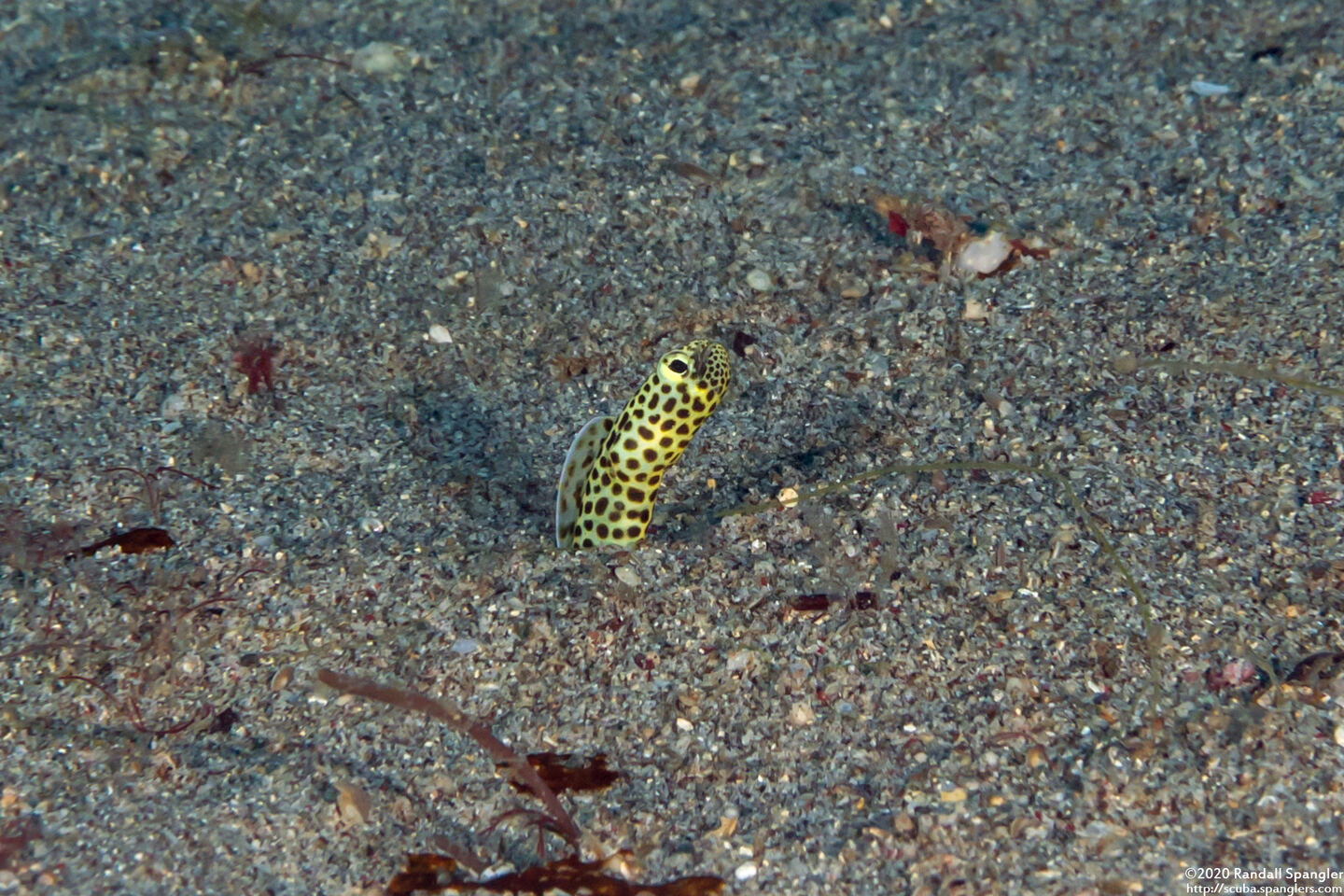 Heteroconger taylori (Taylor's Garden Eel)