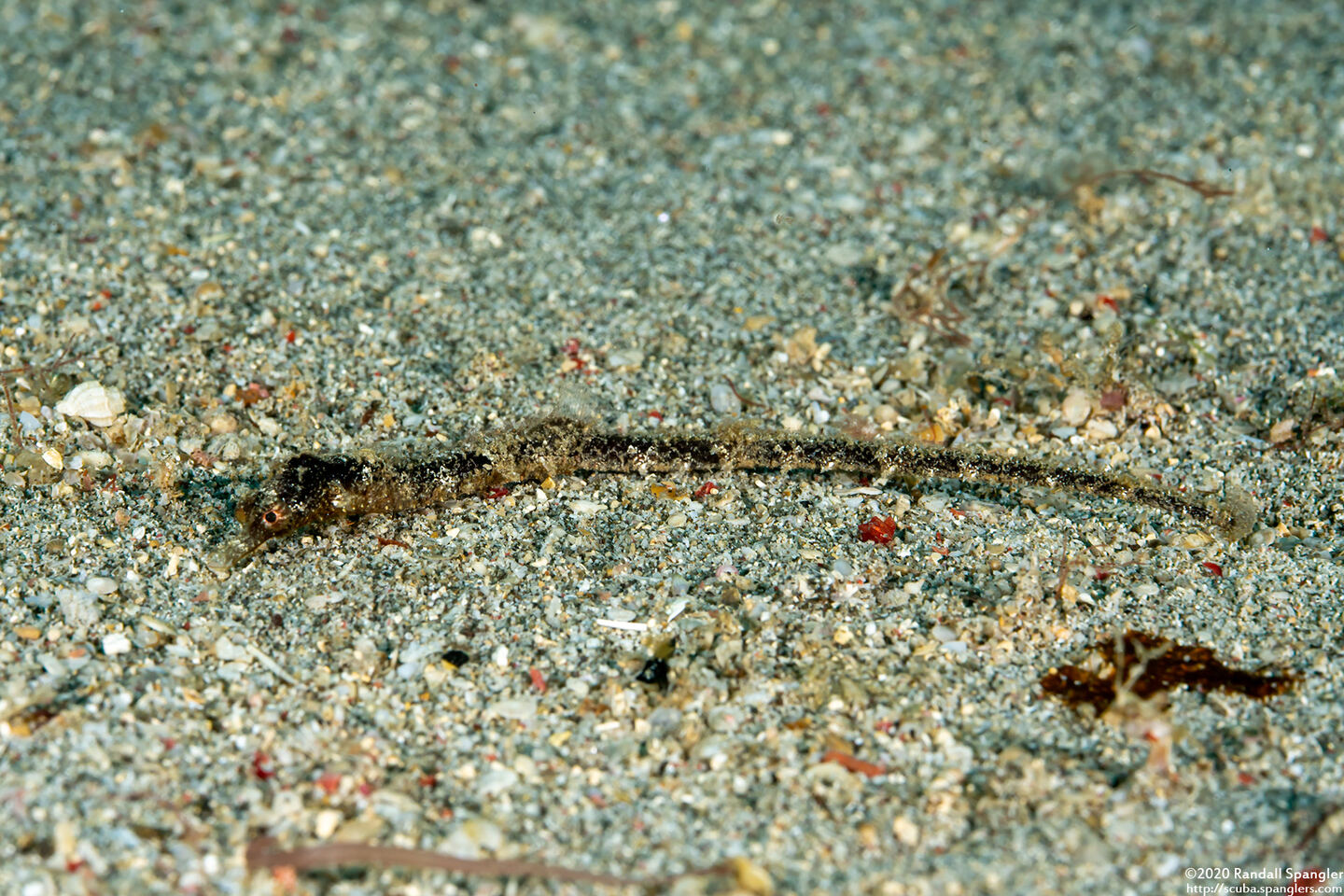 Acentronura breviperula (Shortpouch Pygmy Pipehorse)