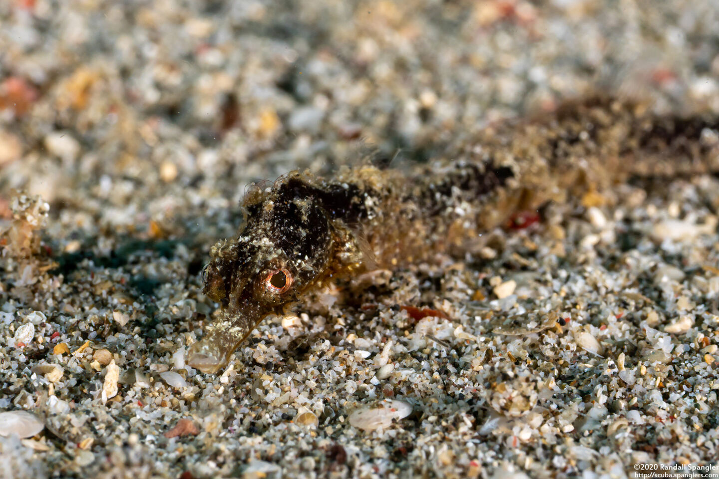 Acentronura breviperula (Shortpouch Pygmy Pipehorse)