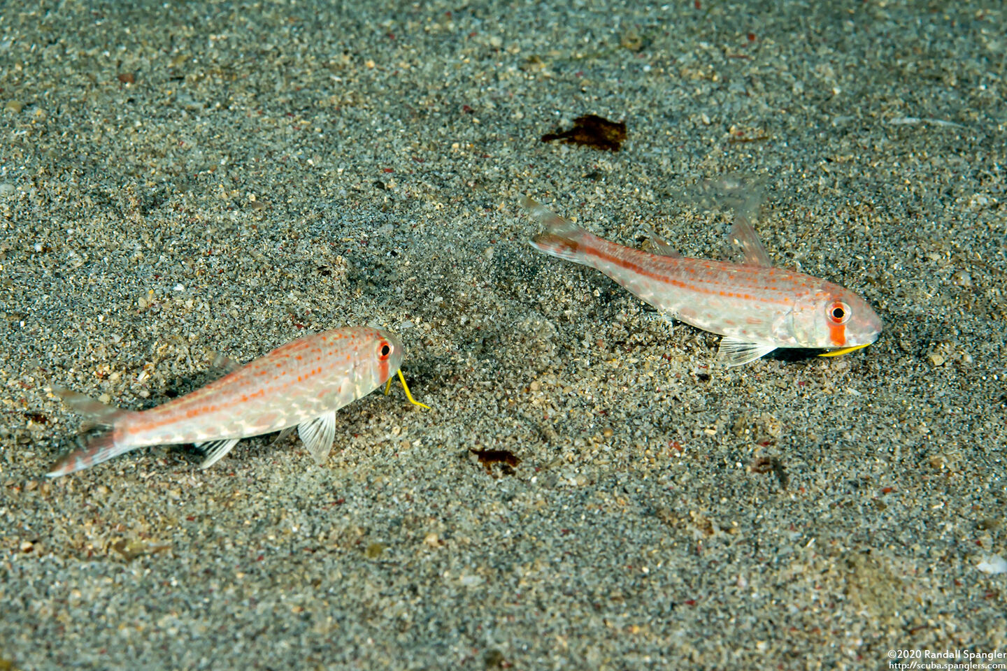 Upeneus tragula (Freckled Goatfish)