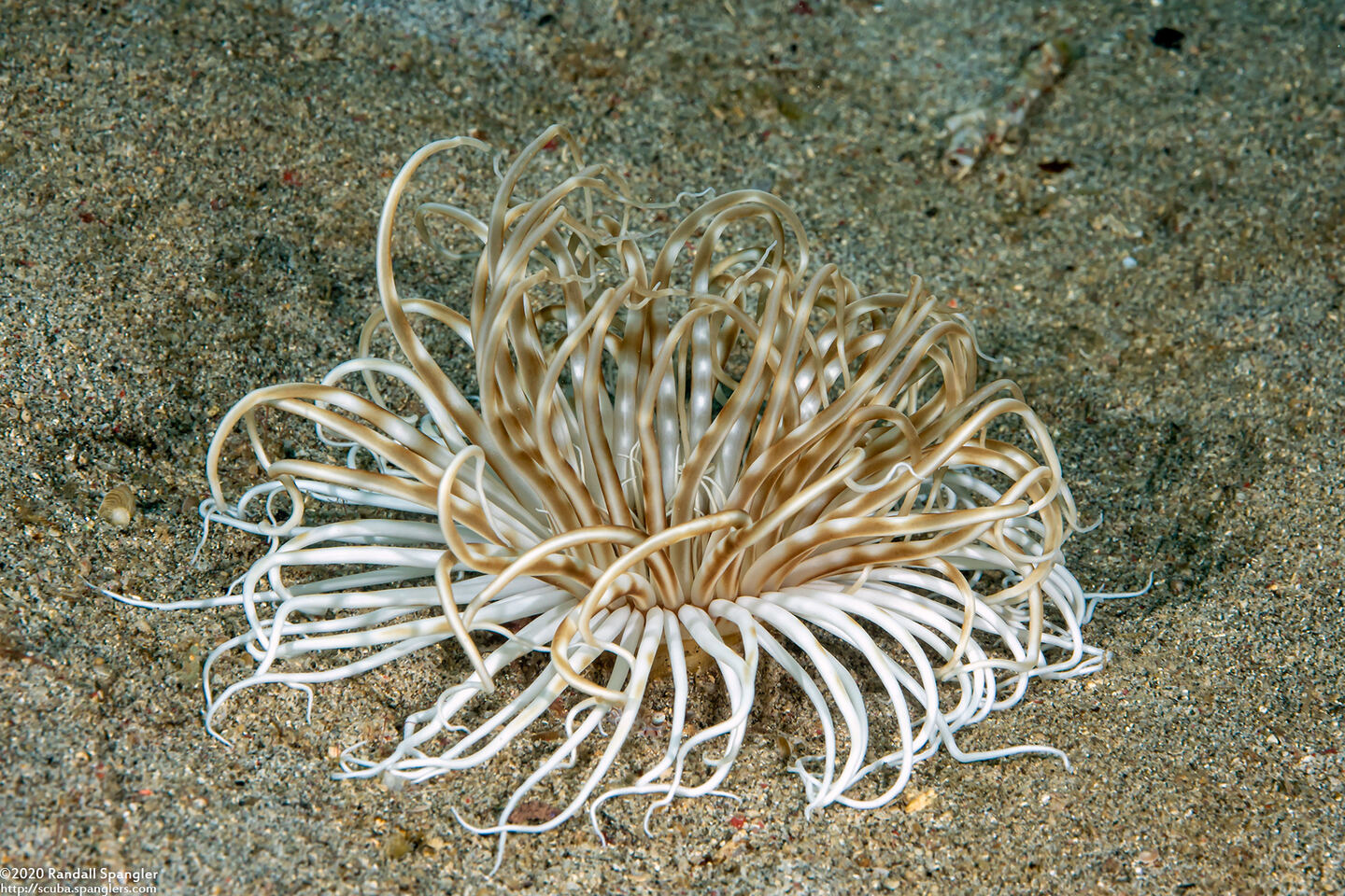 Pachycerianthus maua (Banded Tube Anemone)