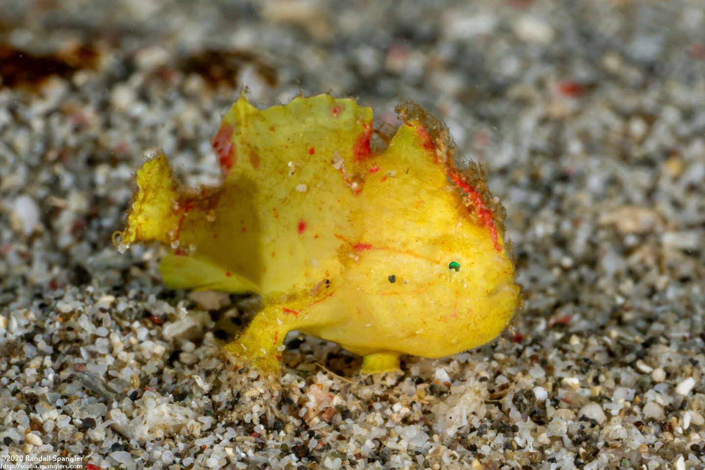 Antennatus nummifer (Spotfin Frogfish)