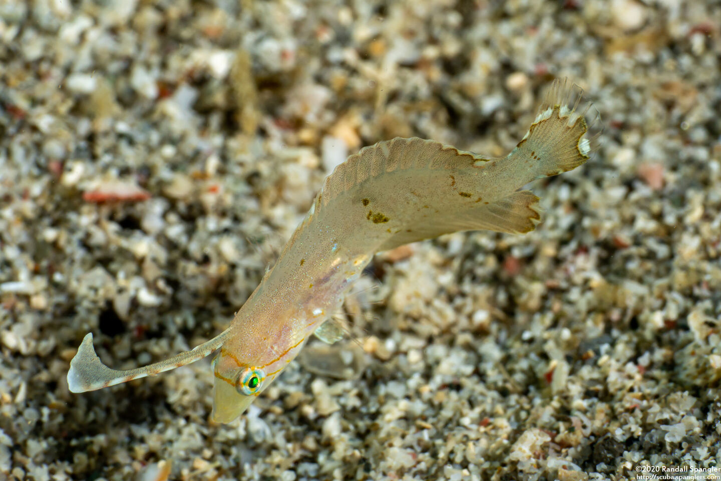 Iniistius pavo (Peacock Razorfish)