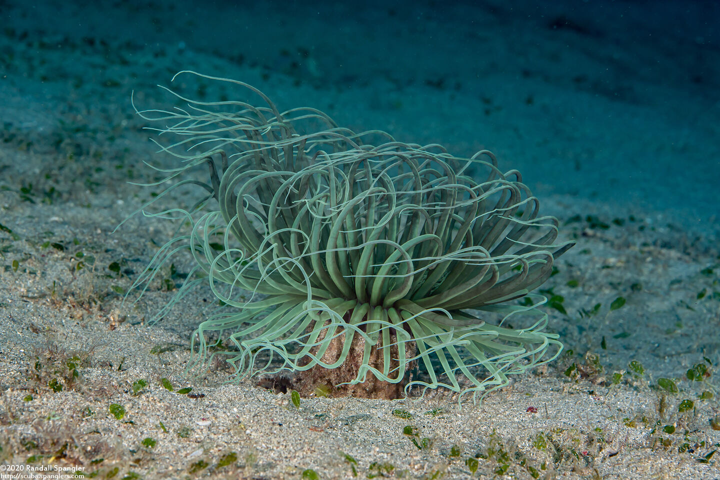 Cerianthus sp.3 (Cerianthus sp.3)