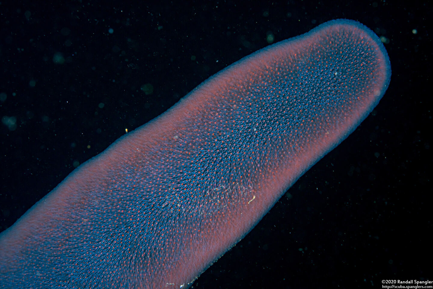 Pyrosoma atlanticum (Pyrosome)