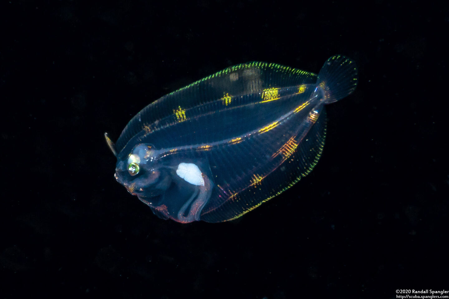 Family Bothidae (Larval Flounder)