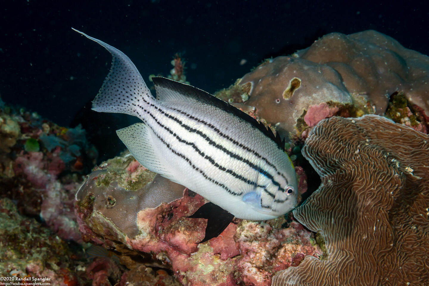 Genicanthus lamarck (Blackstriped Angelfish)