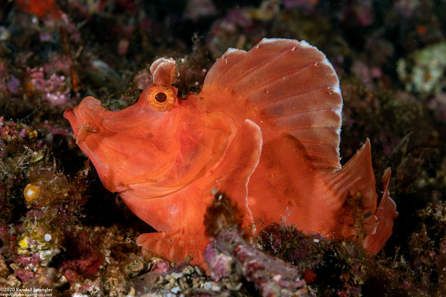Rhinopias eschmeyeri (Paddle-Flap Scorpionfish)