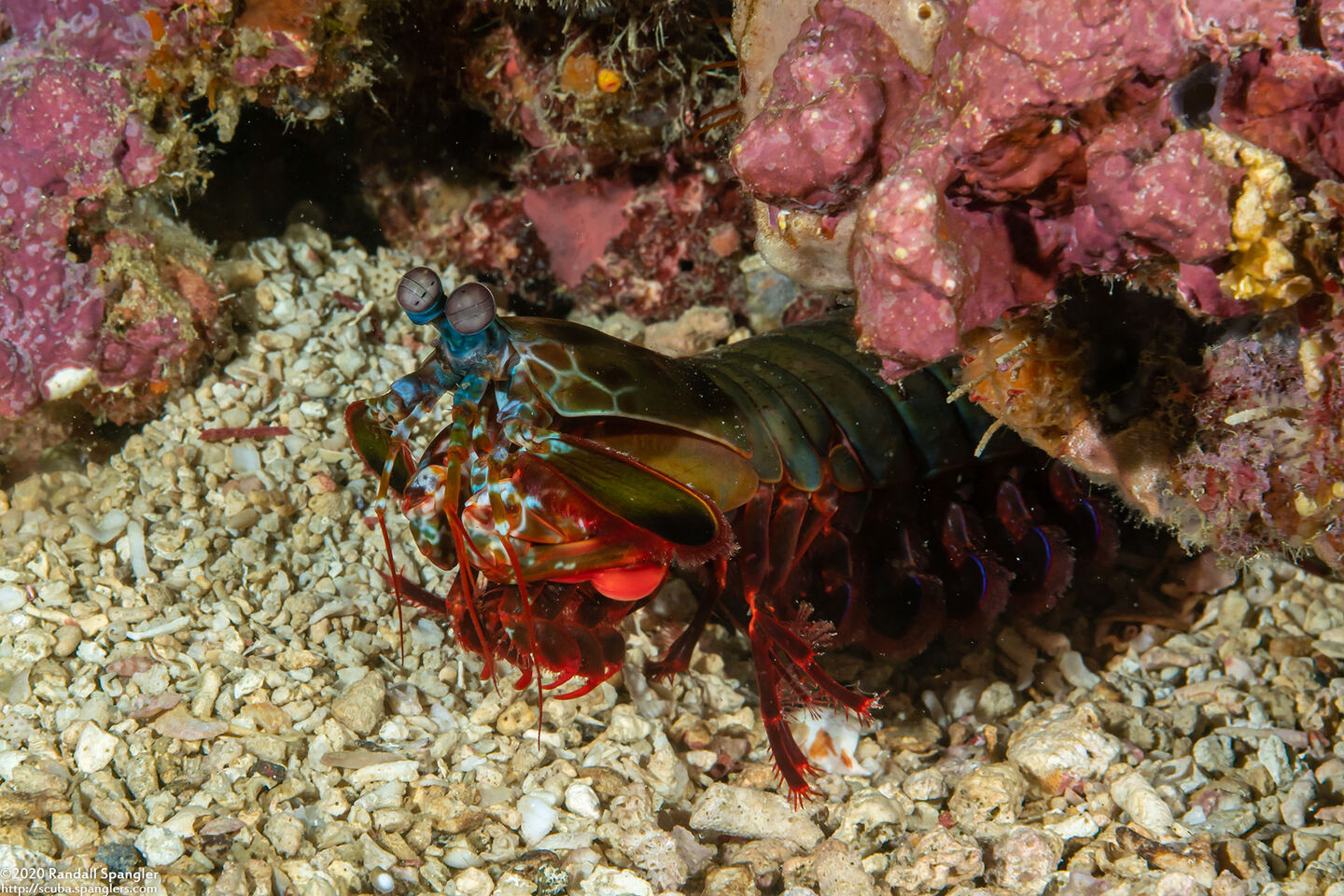 Odontodactylus scyllarus (Peacock Mantis Shrimp)