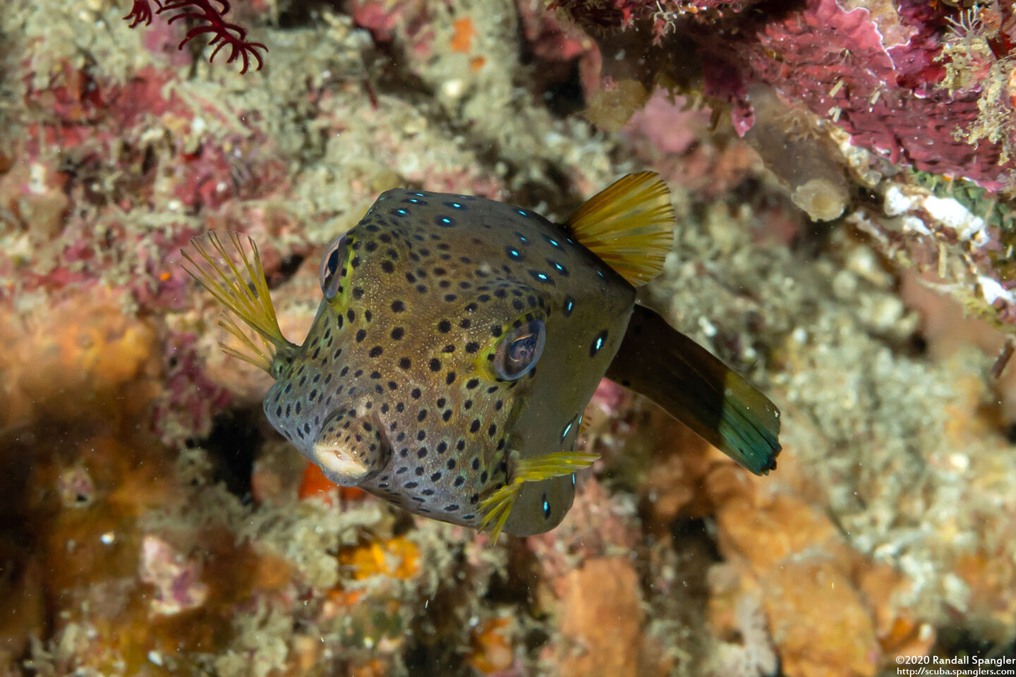 Ostracion cubicum (Yellow Boxfish)