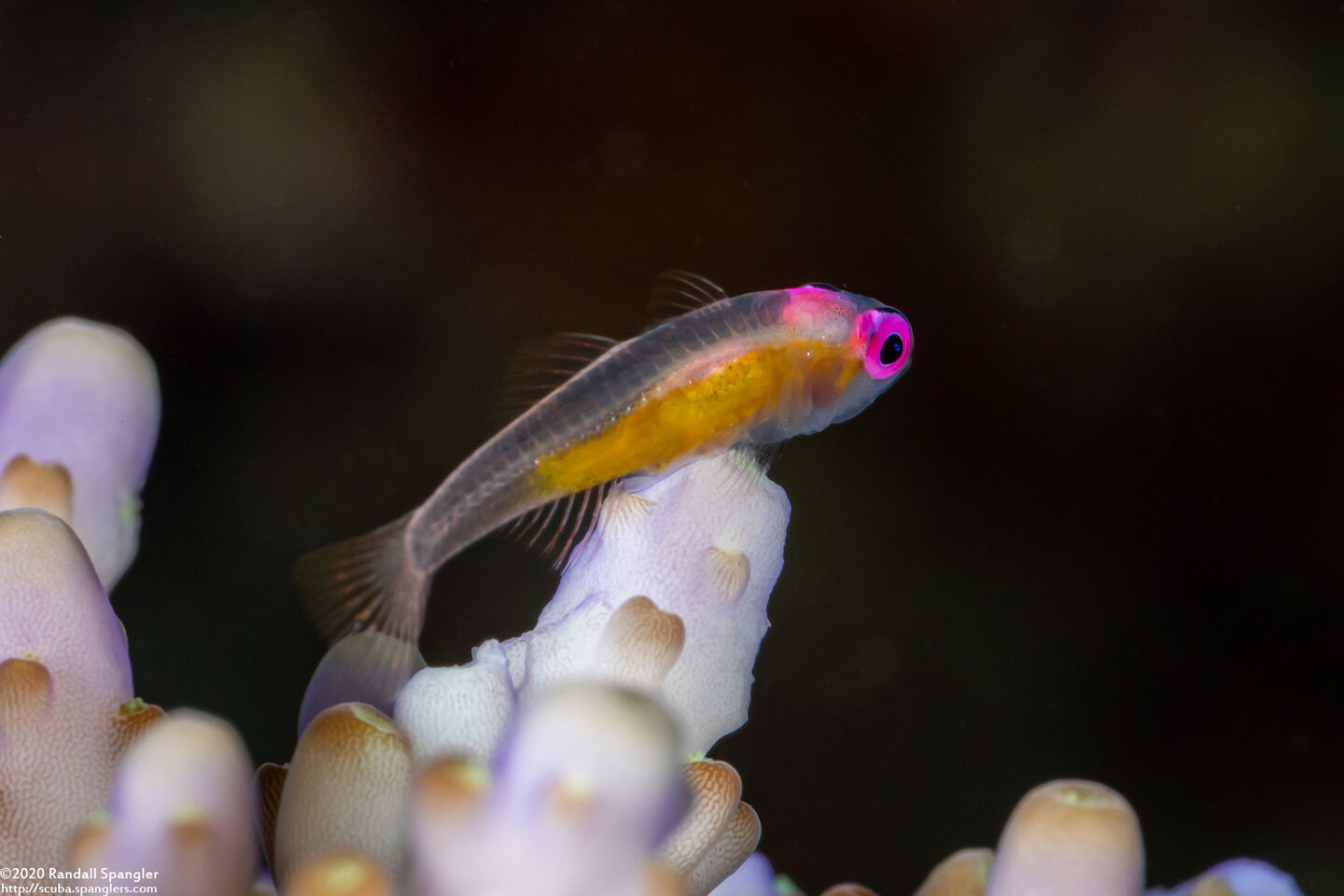 Bryaninops natans (Pinkeye Goby)
