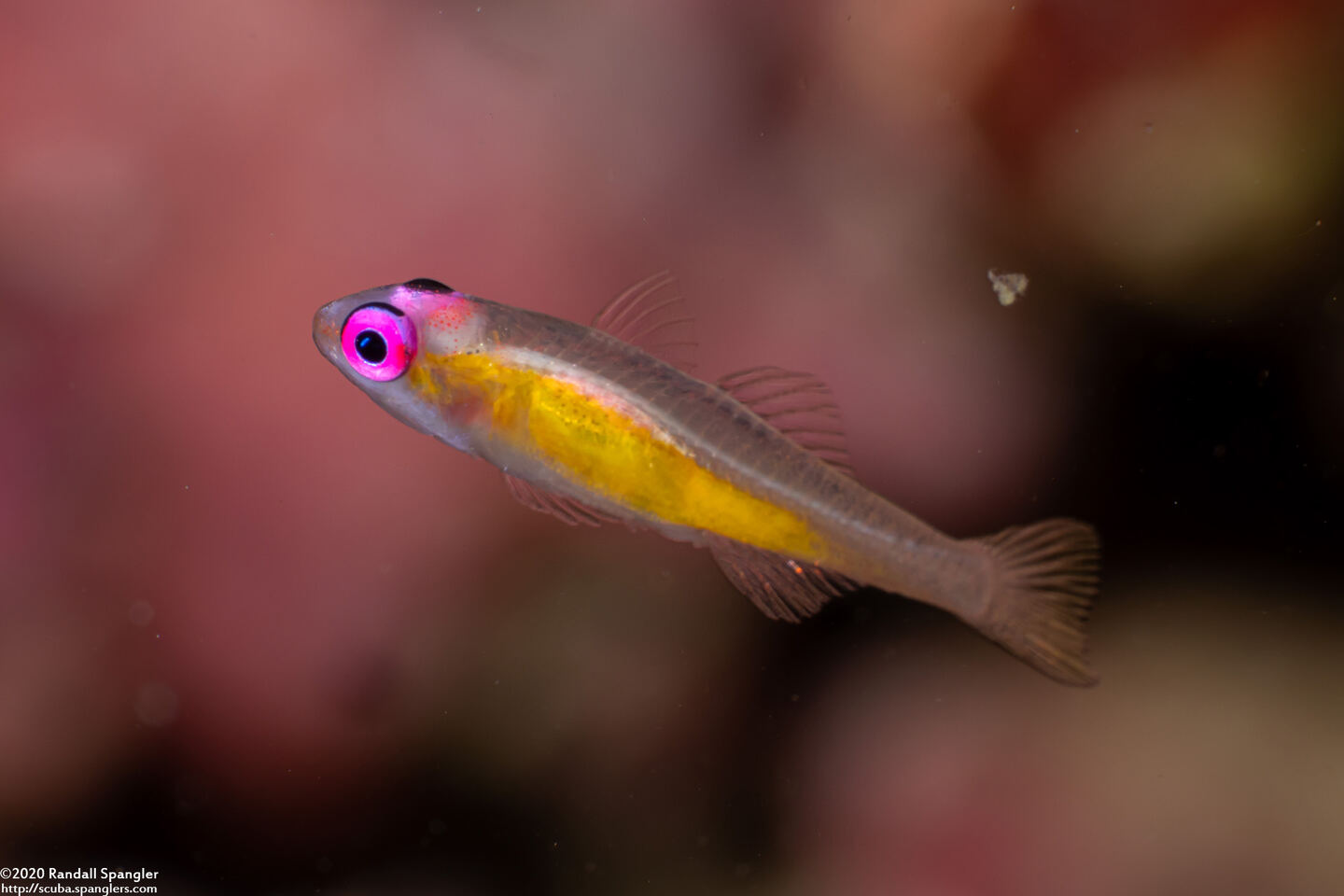 Bryaninops natans (Pinkeye Goby)