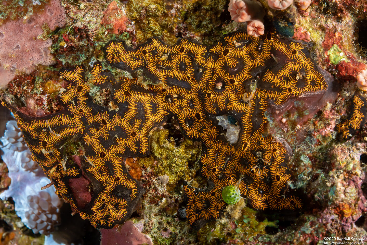 Botryllus sp.5 (Botryllus sp.5)