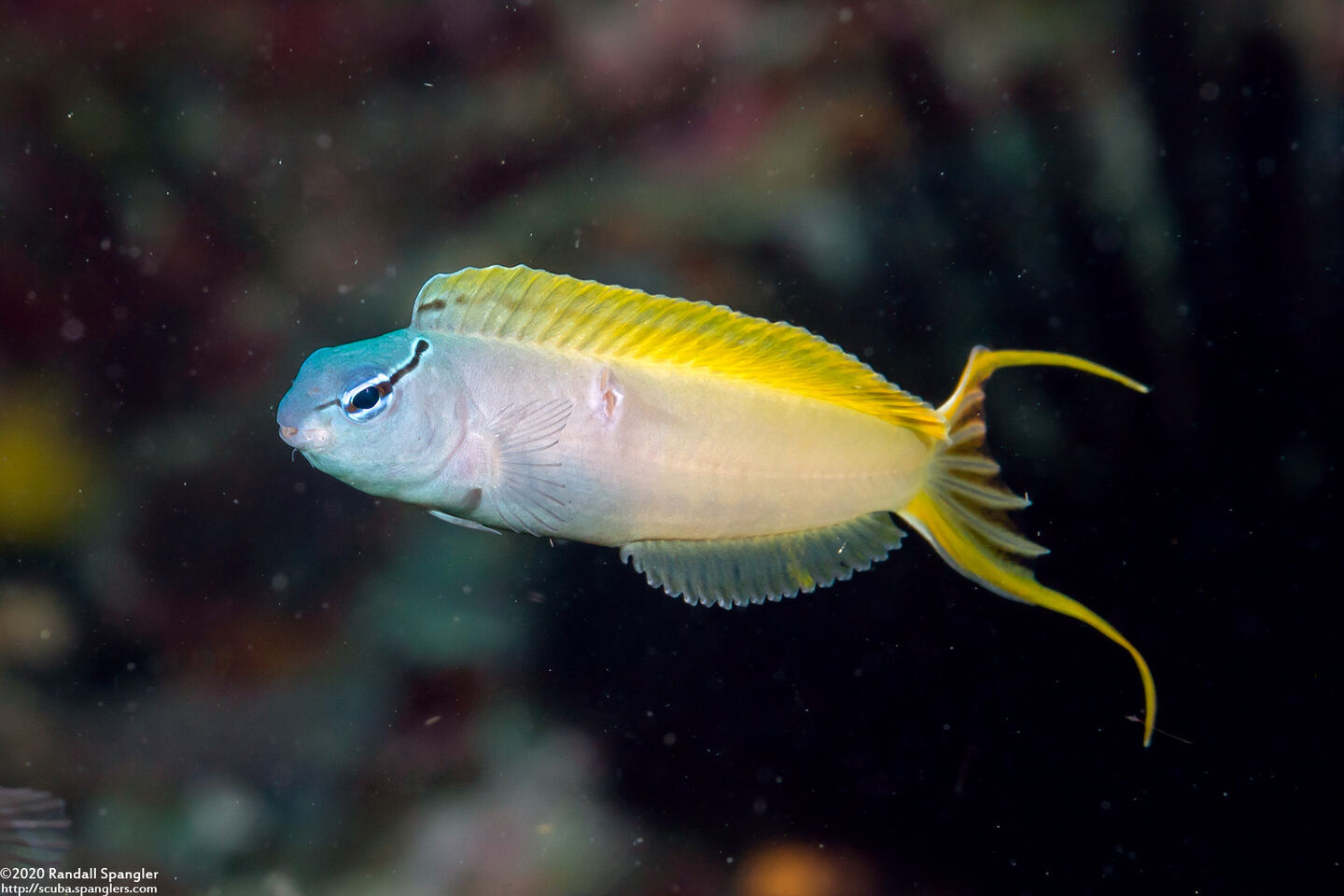 Meiacanthus atrodorsalis (Yellowtail Fangblenny)