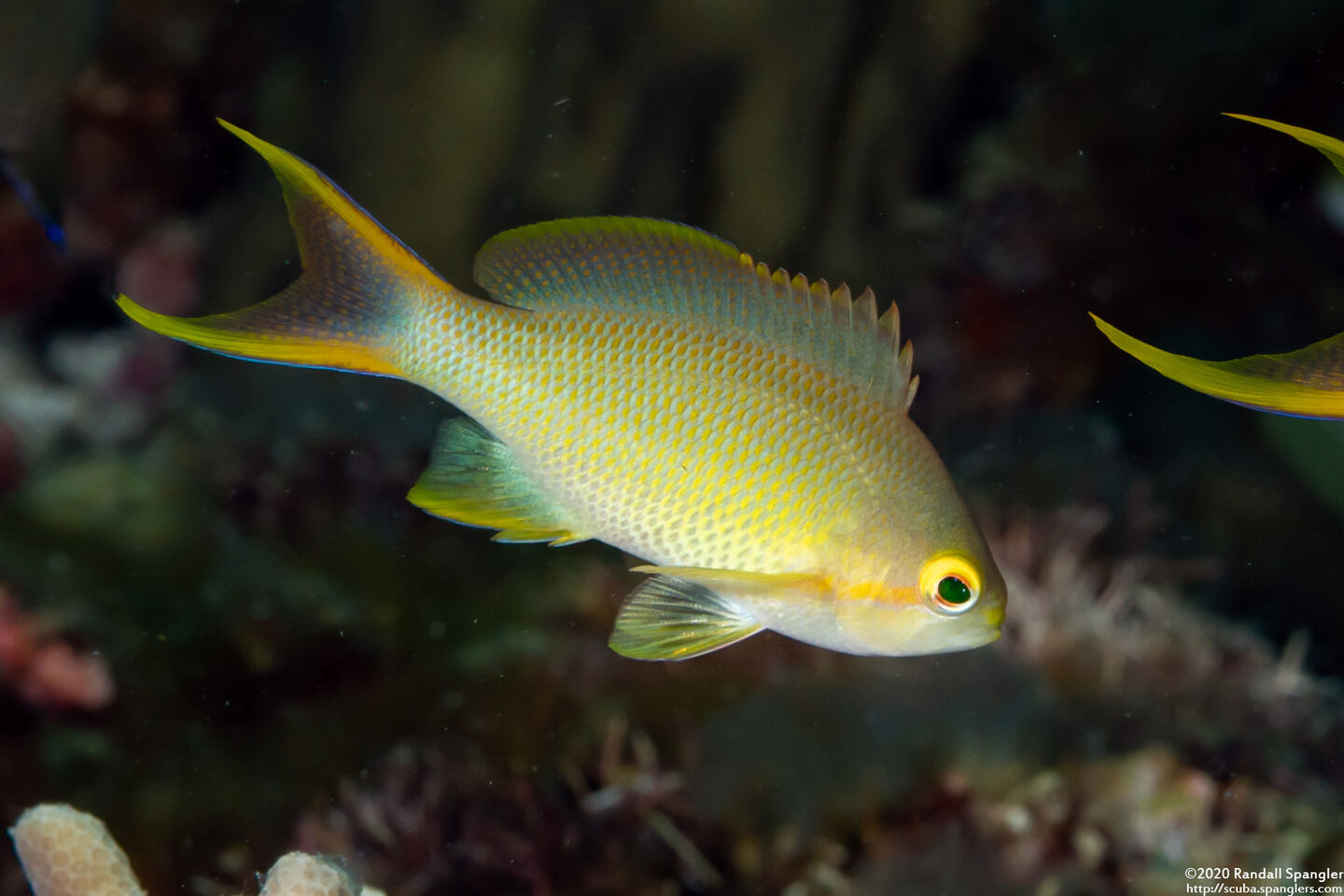 Pseudanthias squamipinnis (Scalefin Anthias)
