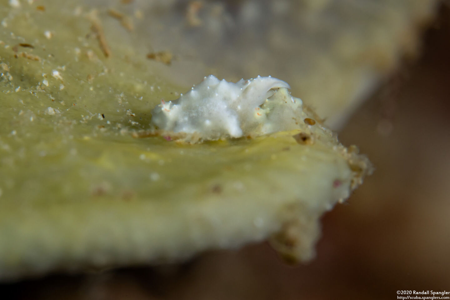 Sagaminopteron bilealbum (Sagaminopteron bilealbum)