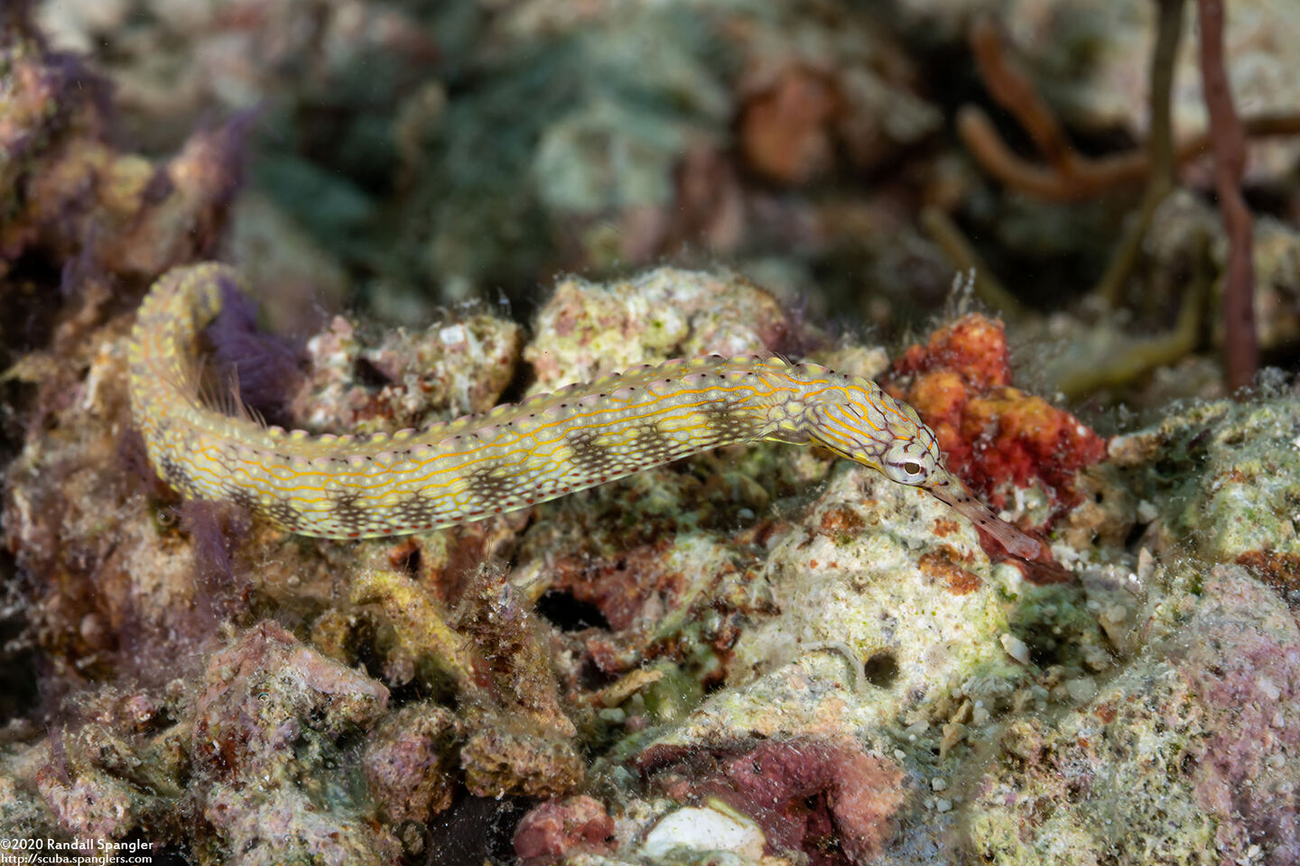 Corythoichthys haematopterus (Reeftop Pipefish)