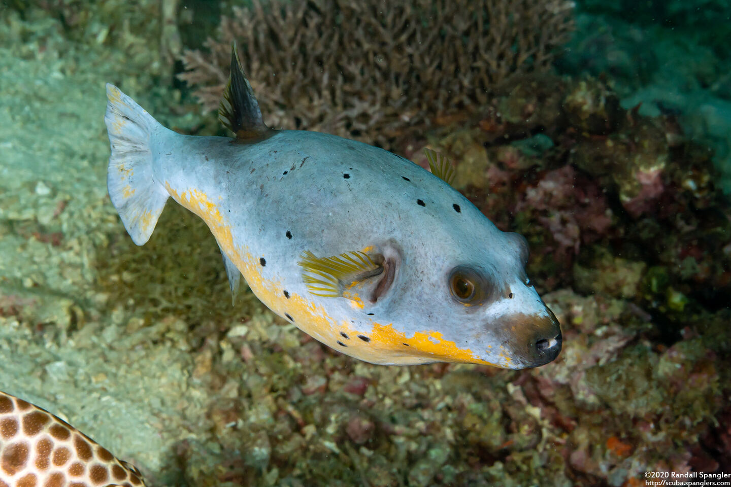 Arothron nigropunctatus (Blackspotted Puffer)