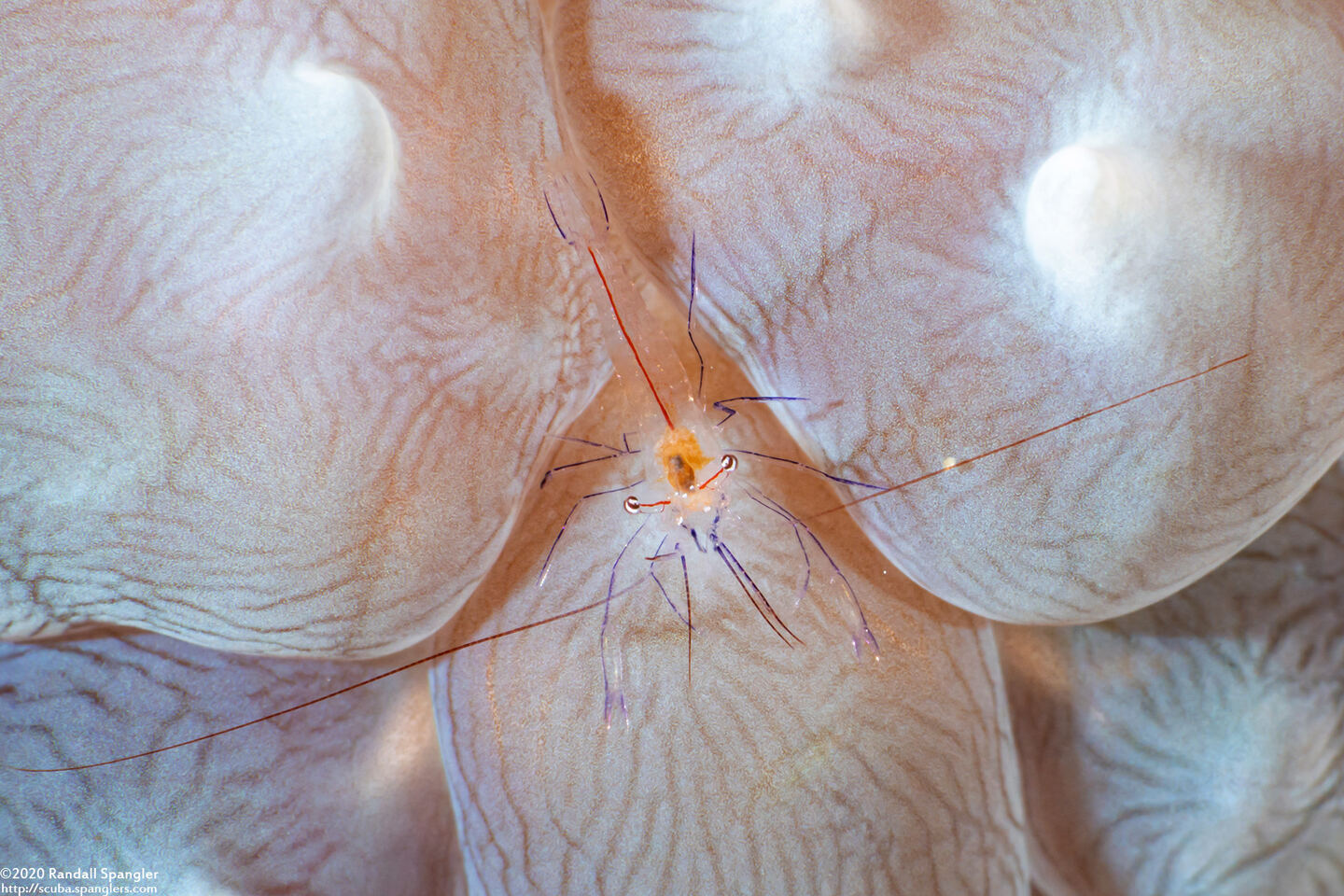Vir philippinensis (Bubble Coral Shrimp)