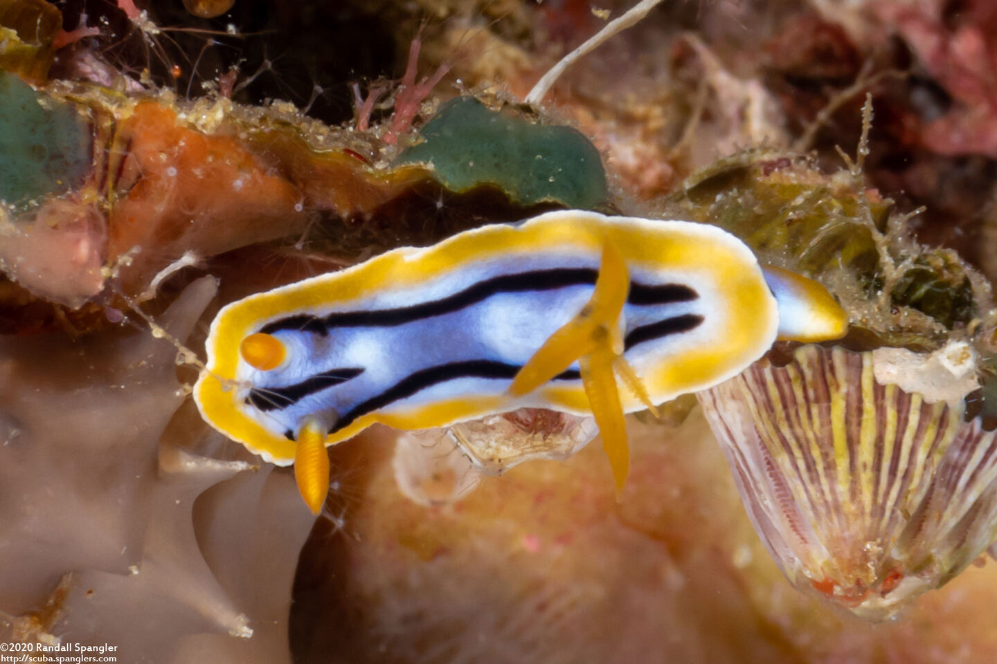 Chromodoris strigata (Streaked Chromodoris)
