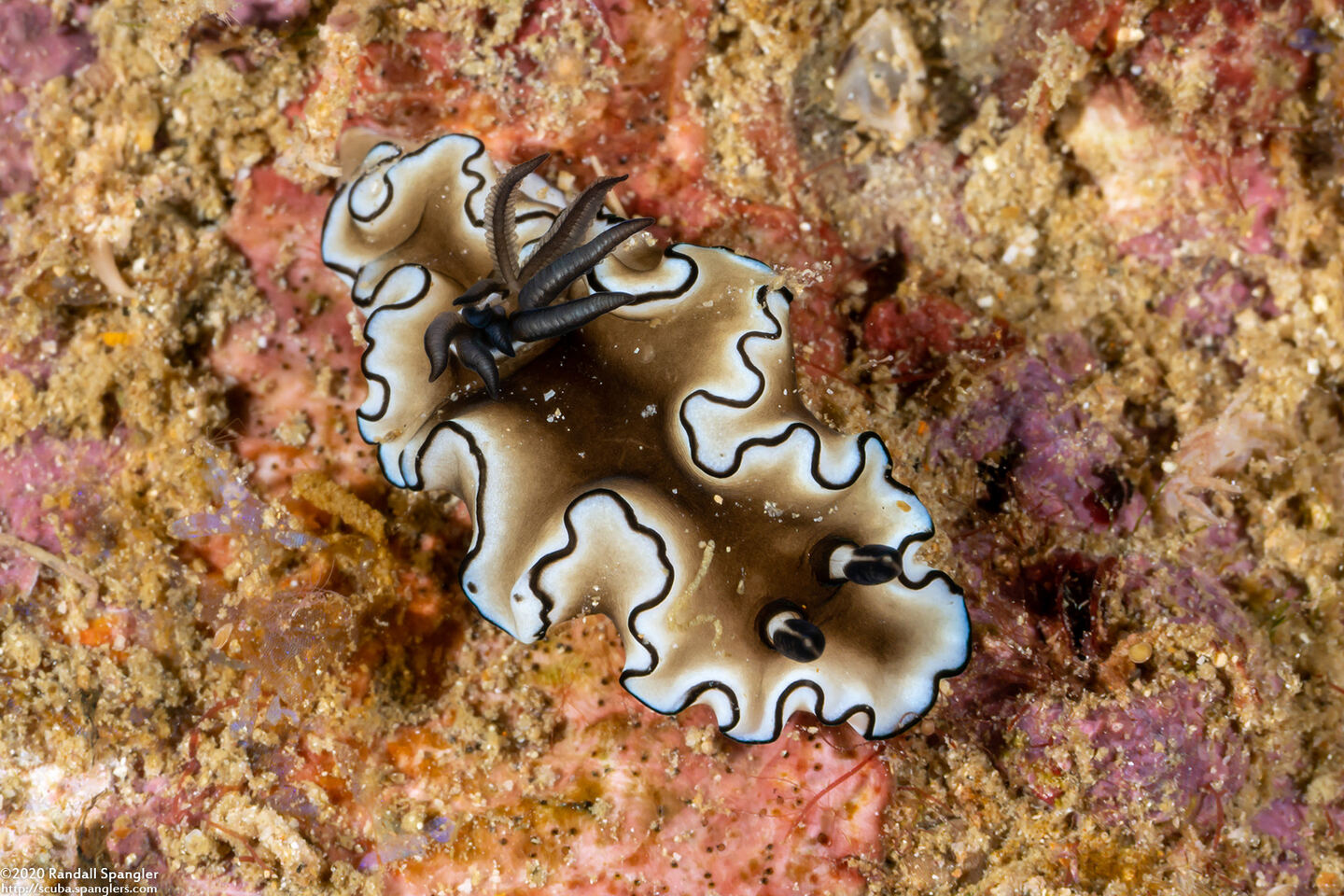 Doriprismatica atromarginata (Dark Margin Glossodoris)