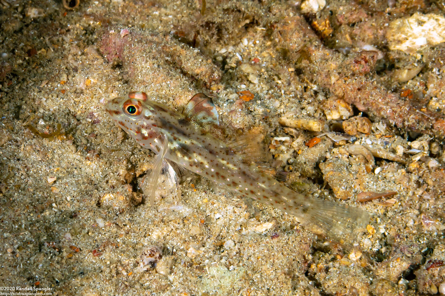 Fusigobius melacron (Blacktip Sandgoby)