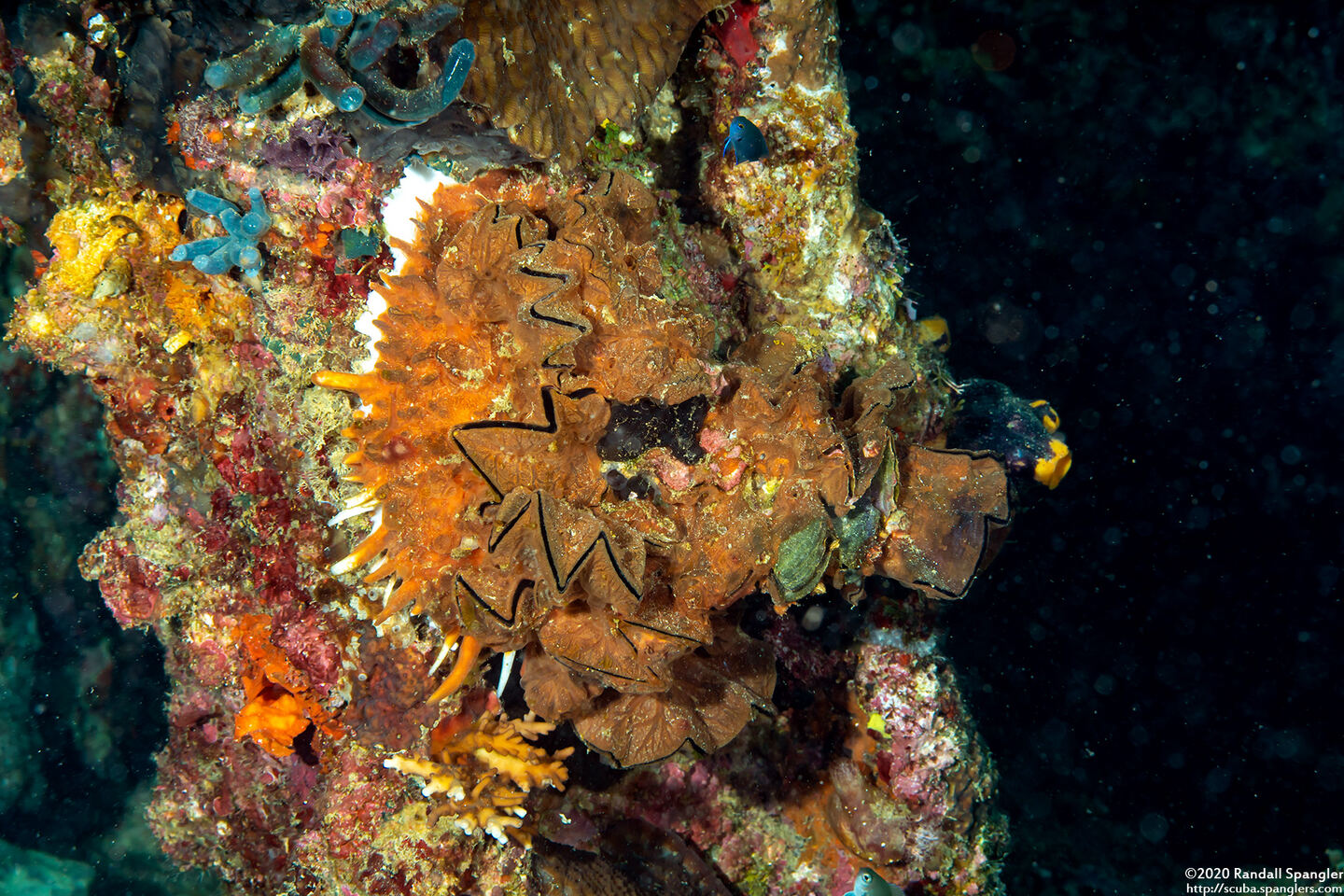 Lopha cristagalli (Cock's Comb Oyster)