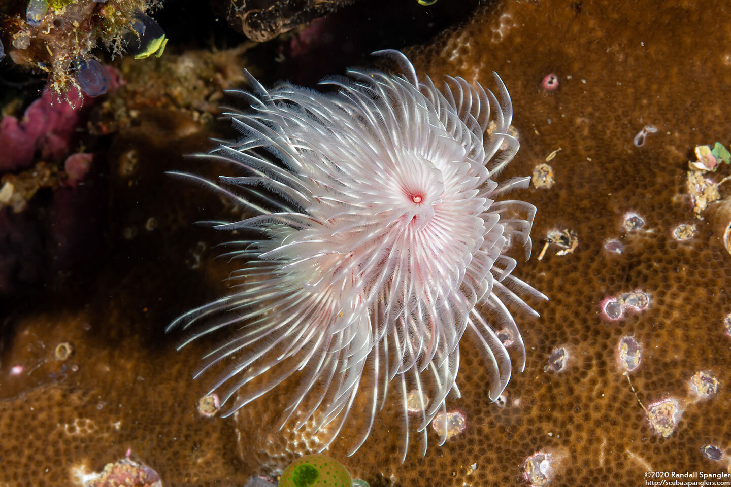 Protula bispiralis (Red Fan Worm)