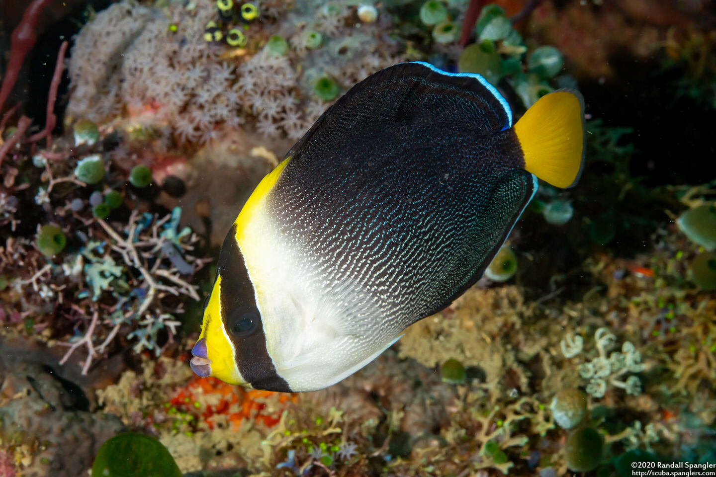 Chaetodontoplus mesoleucus (Vermiculated Angelfish)