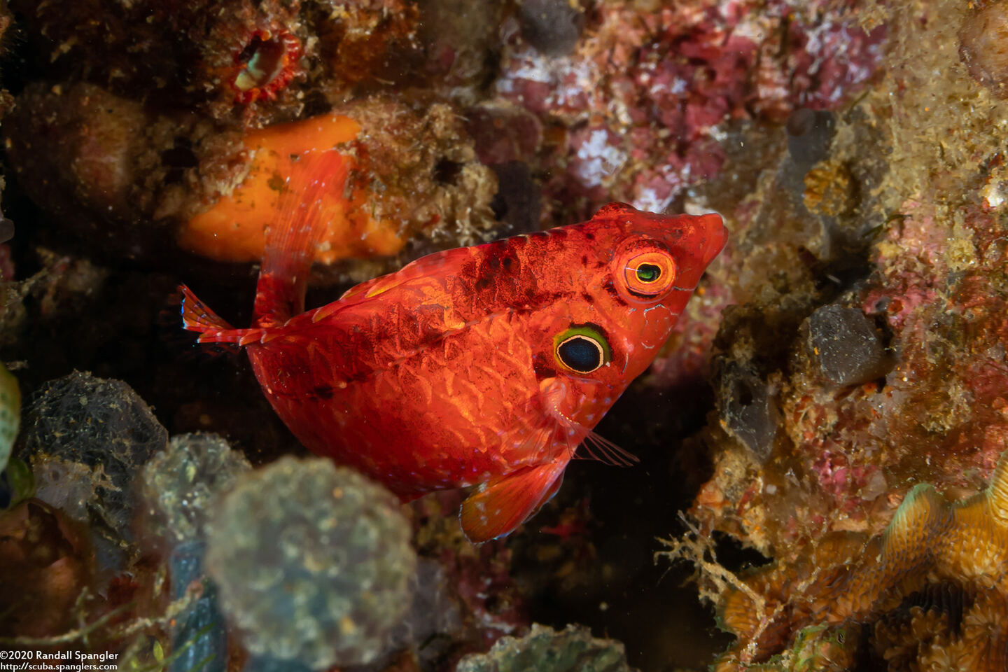 Pteragogus cryptus (Cryptic Wrasse)