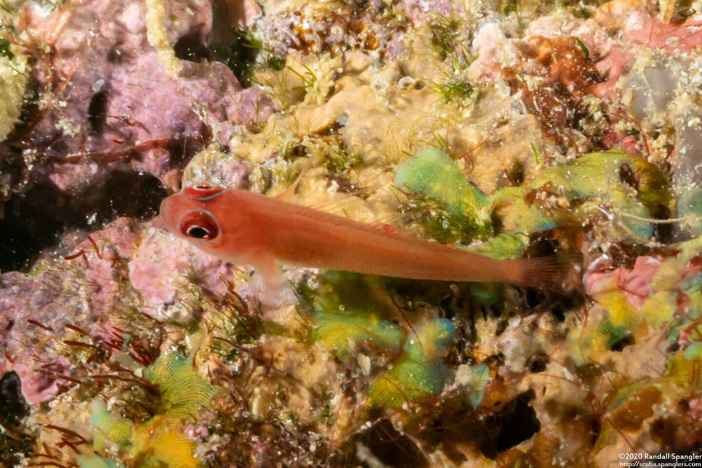 Trimma benjamini (Ringeye Pygmygoby)